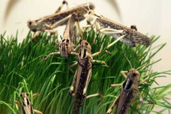 locust swarm invasion alert