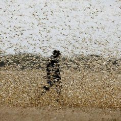 locust swarm invasion alert