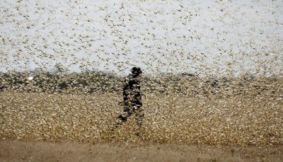 locust swarm invasion alert