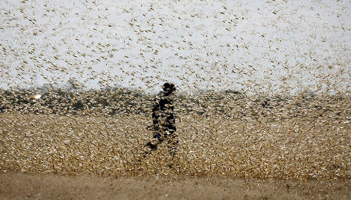 locust swarm invasion alert