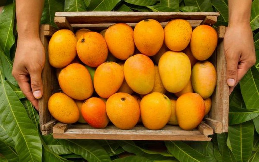 Mango benefits