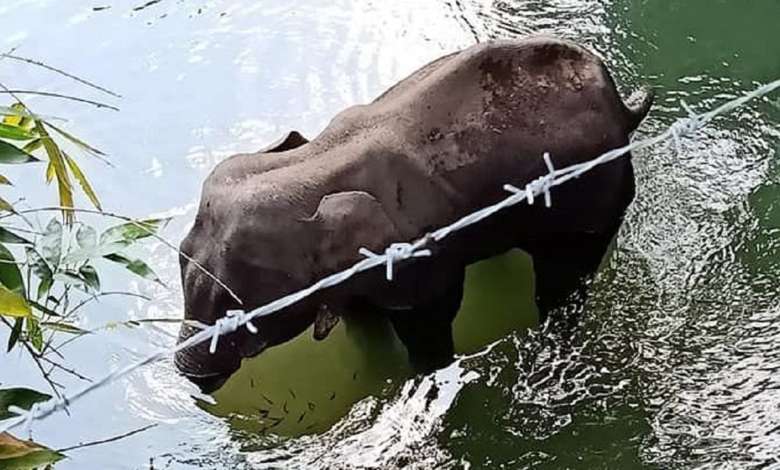 Kerala Elephant Death