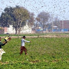 locust attack in gurugram