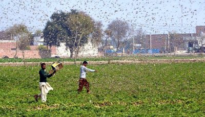 locust attack in gurugram