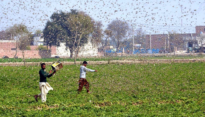 locust attack in gurugram