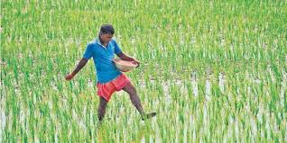 Direct sowing of paddy