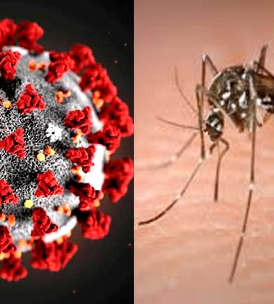 Dengue Corona virus