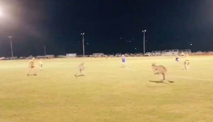 kangaroos jumping in ground