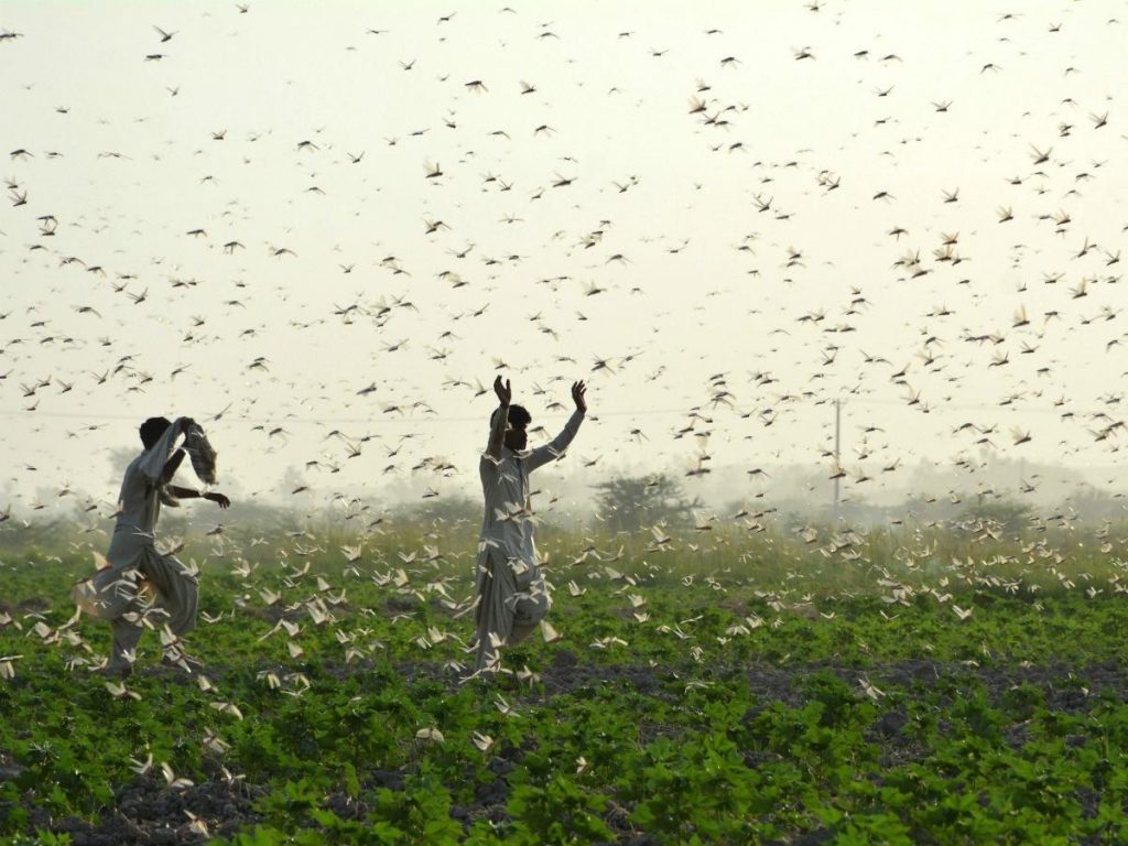 Locust Swarms From Somalia