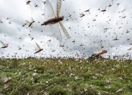 Locust Swarms From Somalia