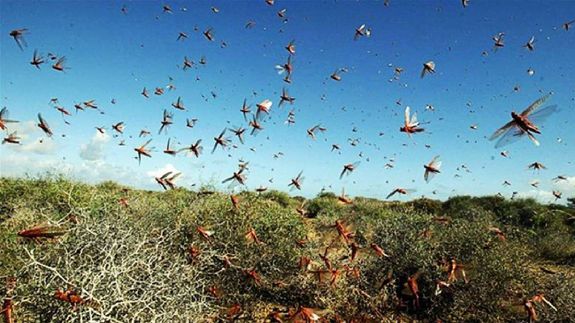 locust attack control  