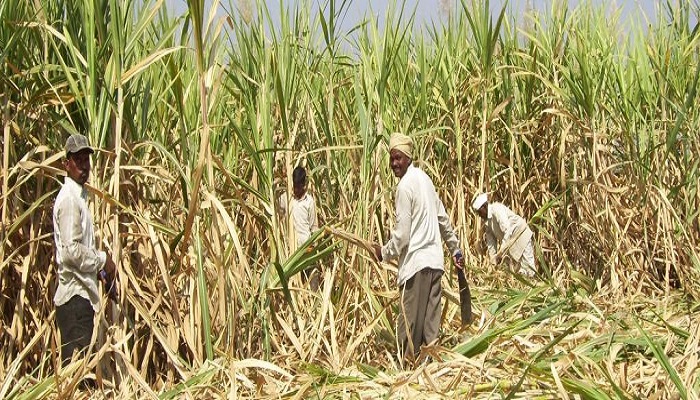 sugarcane farmers