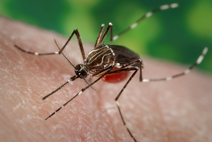 corona moga increase Dengue patients