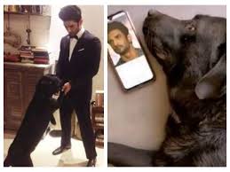 Sushant Singh Rajput's doggie 