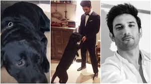 Sushant Singh Rajput's doggie 