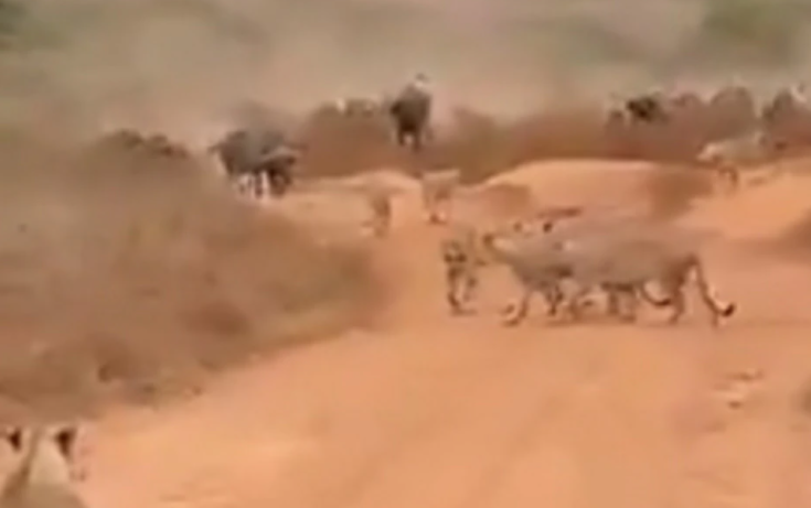 buffalo attacked herd of lions