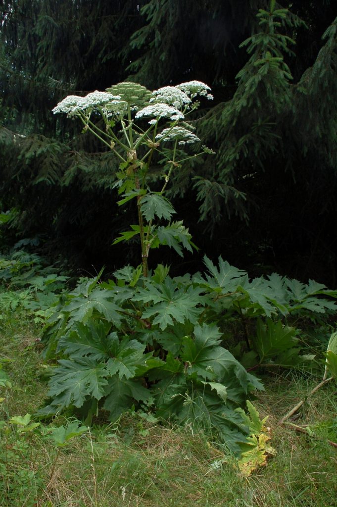giant hogweed plant