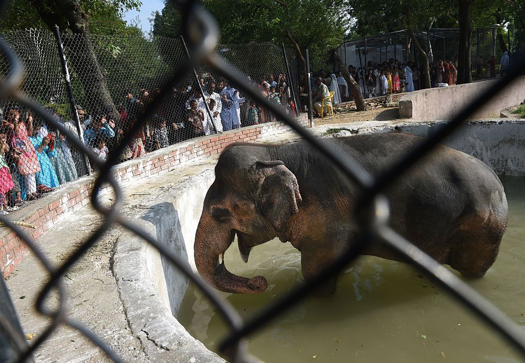 world loneliest elephant freedom