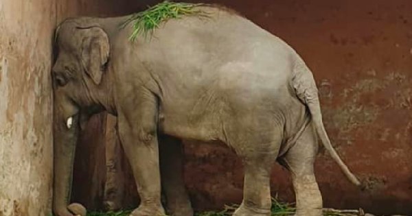 world's loneliest elephant freedom