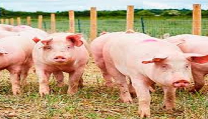 GADVASU pig breeding training