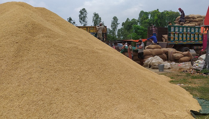 Paddy crop arrives Ludhiana mandi