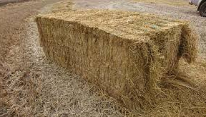 paddy straw managed field