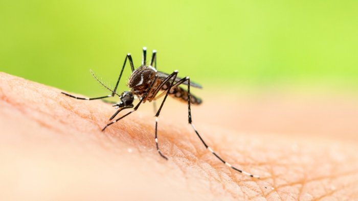 Dengue fever may provide