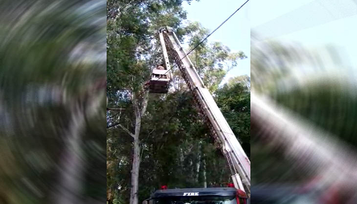 Firefighters rescue stray crow