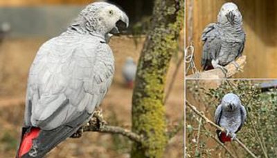five parrots removed from zoo in england