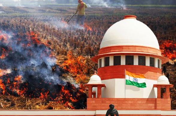 delhi highcourt on burning petition