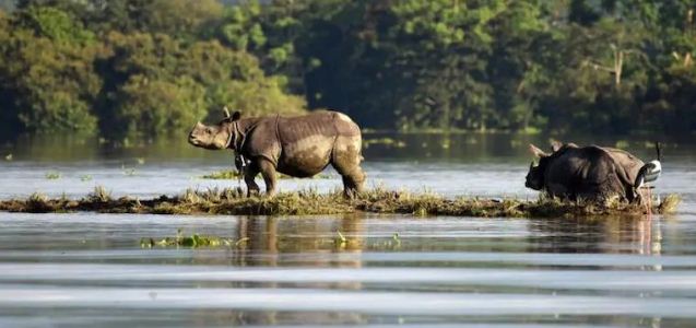 Assam Kaziranga National Park