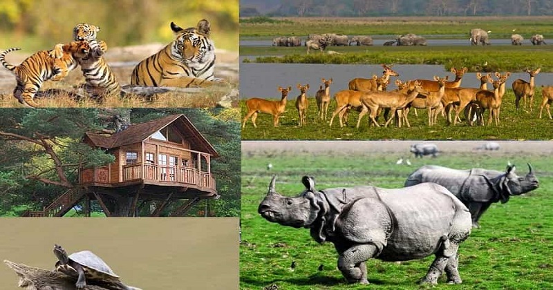 Assam Kaziranga National Park