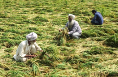 farmers of Punjab