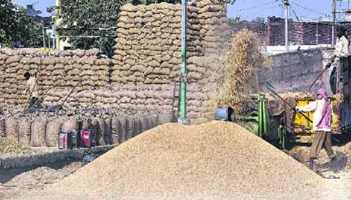 No government procurement of paddy