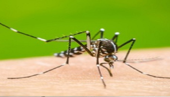 ludhiana Dengue cases confirmed