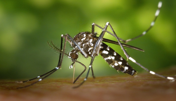 ludhiana Dengue cases confirme