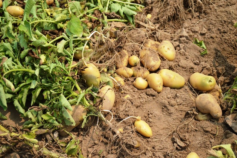 Kapurthala farmer potato crop