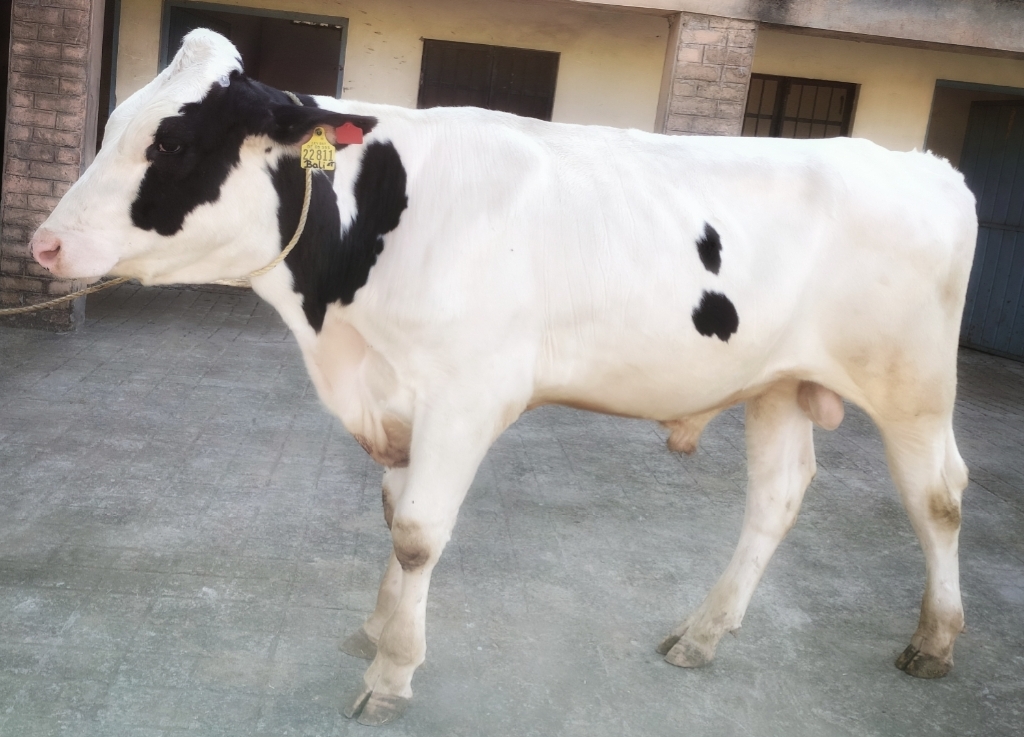 punjab gets 4 holstein friesian