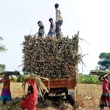 haryana govt sugarcane price increase