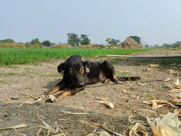Farmer in Madhya Pradesh declares