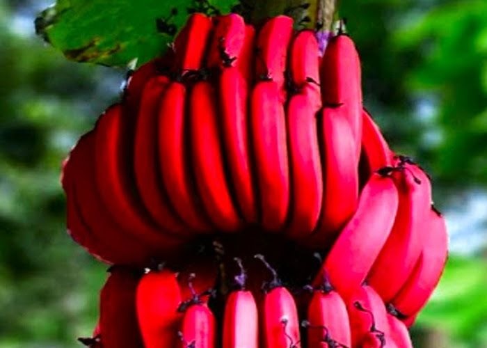 Red Banana benefits