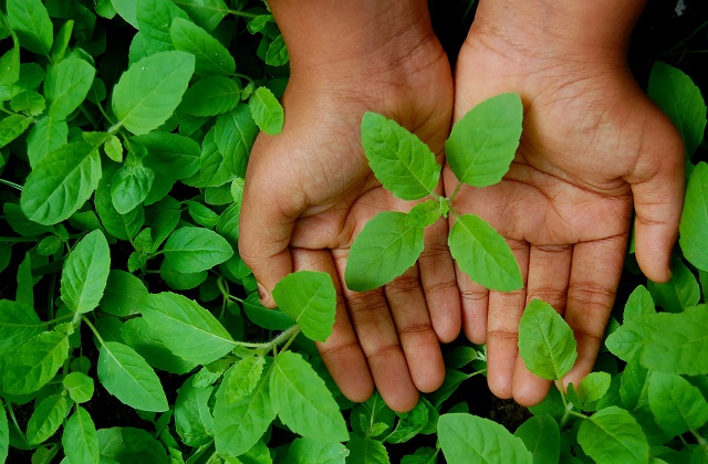 Tulsi Ajwain water benefits