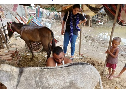 halari donkey milk is very beneficia