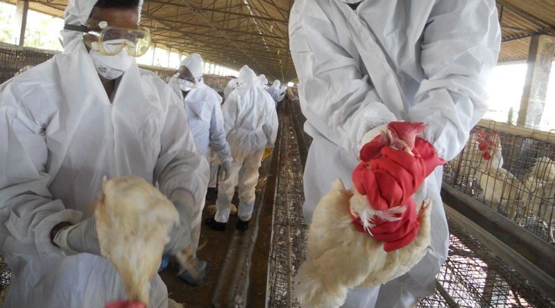 Maharashtra confirms bird flu