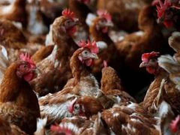 Maharashtra confirms bird flu