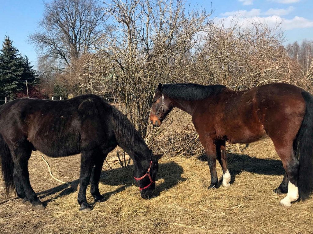 Dogs and horses retiring