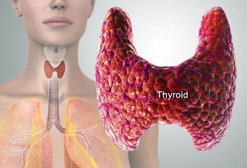 Thyroid healthy food diet