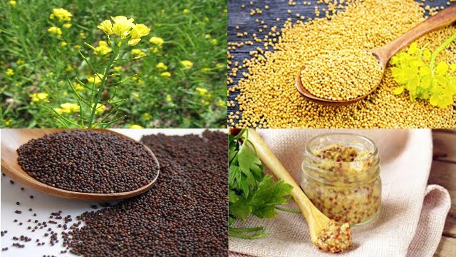 Mustard prices fall