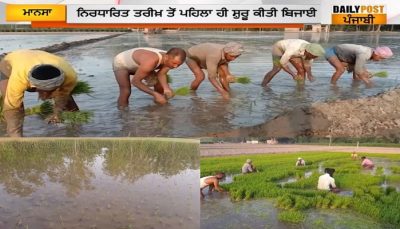 Farmers started sowing paddy