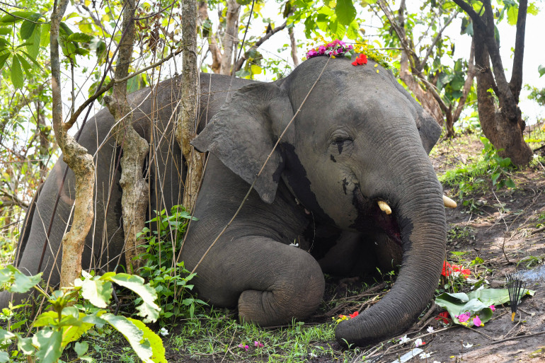 Two elephants have been killed